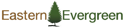 Eastern Evergreen