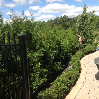 Cedar fencing
