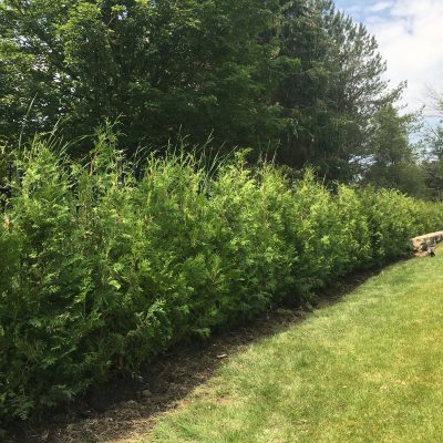 Ceder Hedge